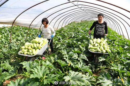 第八批安徽省無公害農產品認定名單公布，783個產品入選，看看有您家鄉的嗎？