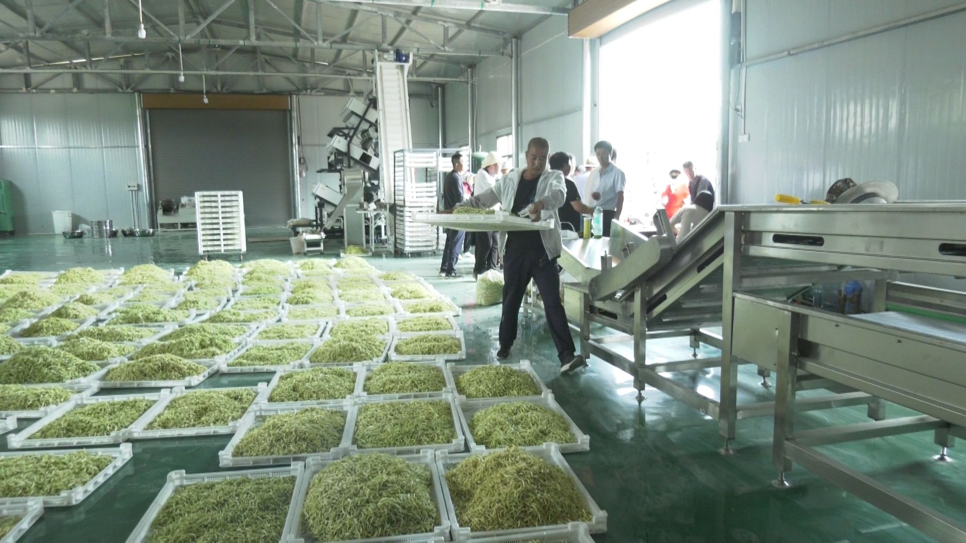 金銀花開(kāi)黃土塬 津甘共譜振興曲——東西協(xié)作助力初級(jí)農(nóng)產(chǎn)品產(chǎn)業(yè)化升級(jí)之路